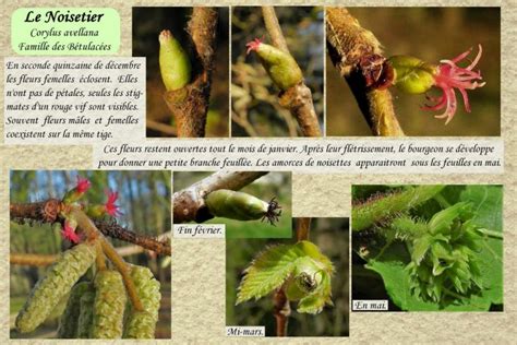 Cycle pollinique du noisetier