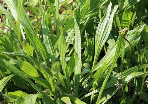 Plantain lancéolé pour les allergies
