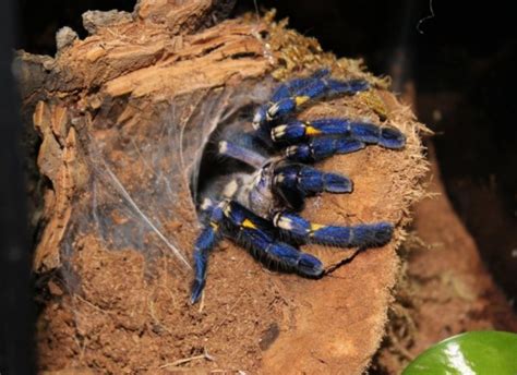 Poecilotheria metallica en son habitat naturel