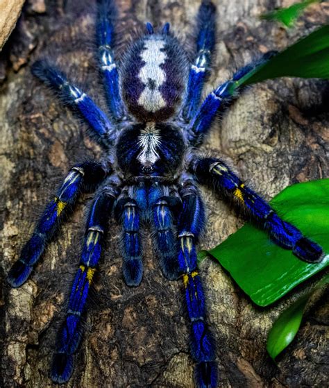 Commerce illégal de Poecilotheria metallica