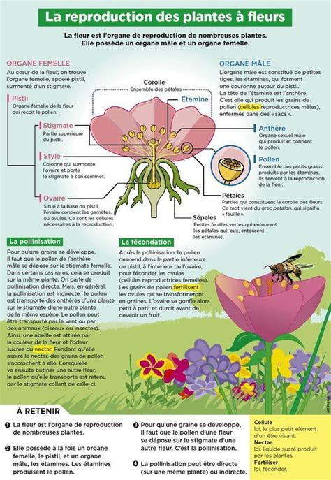 Diagramme des fleurs autofertiles et autostériles