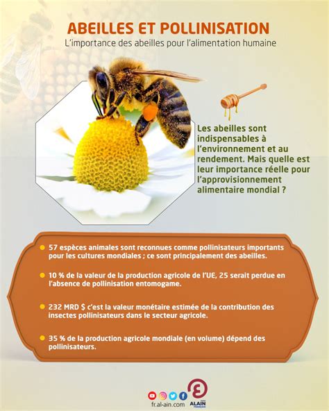 Infographie sur le rôle des abeilles dans la pollinisation