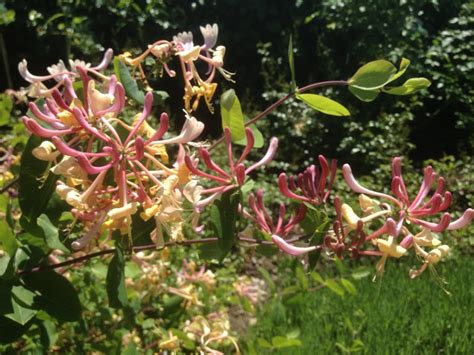 Illustration du chèvrefeuille enroulé autour d'un noisetier