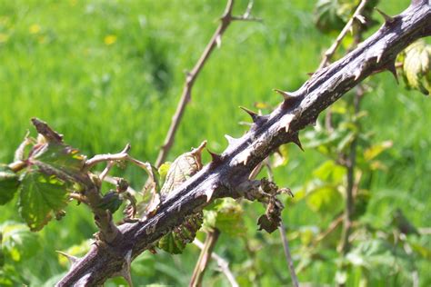 Représentation d'une ronce