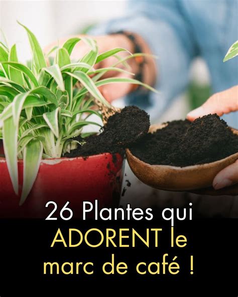 Plantes ne supportant pas le marc de café