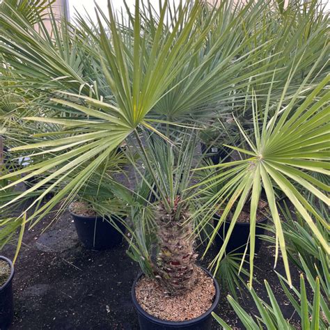 Palmier nain (Chamaerops humilis)
