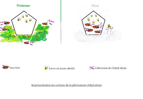 Schéma illustrant la perturbation des phéromones par le marc de café