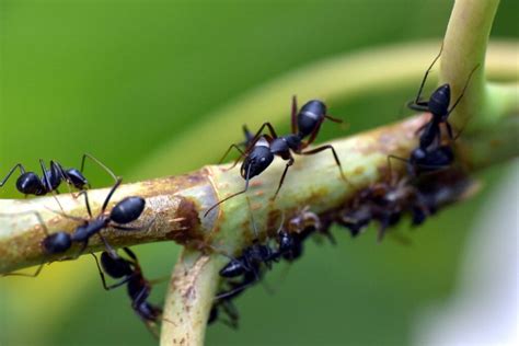 Infographie sur le rôle écologique des fourmis