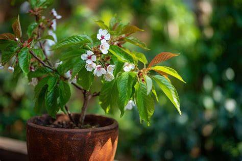 Cerisier du Japon en pot sur une terrasse