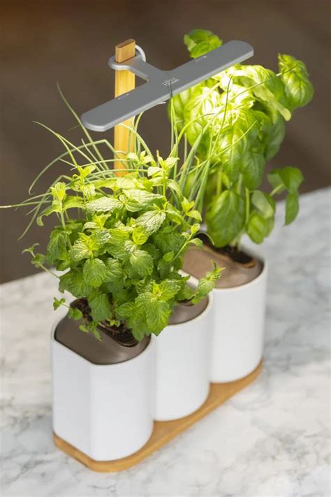 Photo d'un mini-potager d'intérieur créatif et esthétique