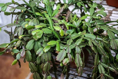 Schlumbergera dans un pot suspendu à l'intérieur
