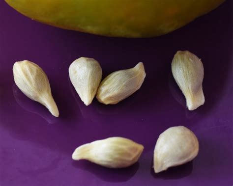 Pépin de citron germé avec sa radicule