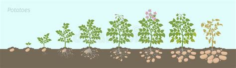 Plan de culture et cycle de croissance de la pomme de terre Spunta