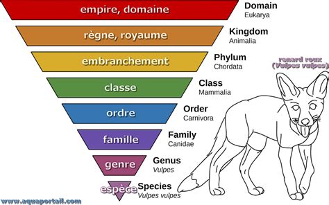 Diagramme illustrant les liens taxonomiques de Lecythis Loefl.