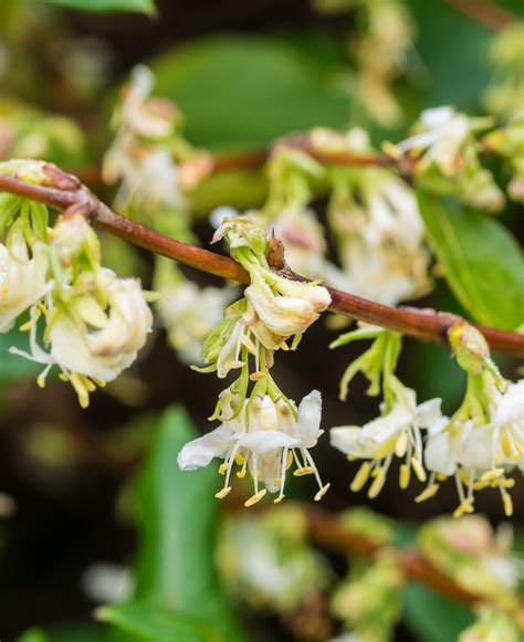 Illustration des différents synonymes du Lonicera fragrantissima