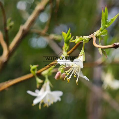 Feuilles du Lonicera fragrantissima avec un gros plan sur le revers légèrement pubescent