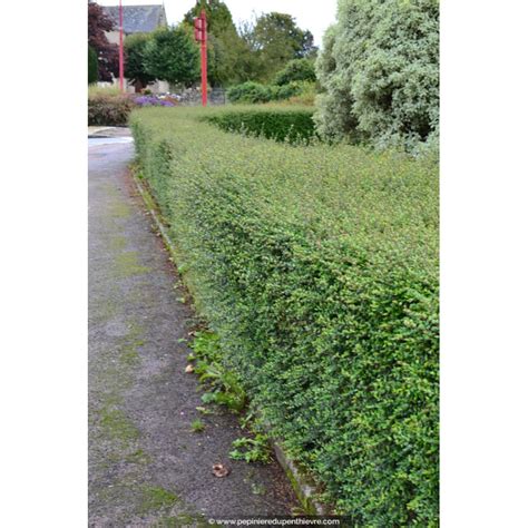 Exemple de Lonicera fragrantissima en haie libre fleurie