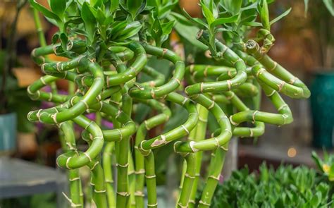 Plante de bambou avec des feuilles jaunies, signe de carence