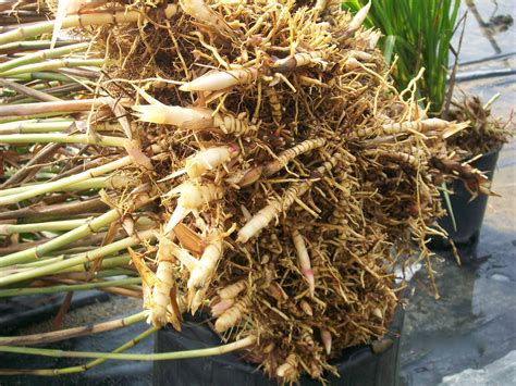 Rhizomes de miscanthus et plants en motte