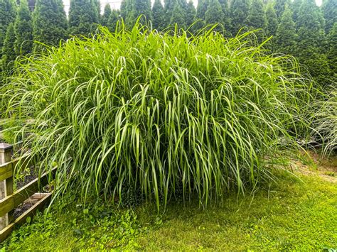 Miscanthus en jardin ornemental