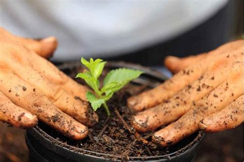 Schéma de plantation d'un lantana en pot avec drainage