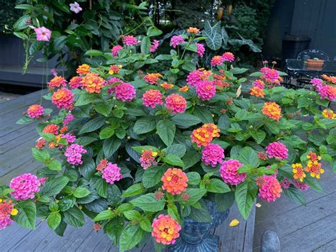 Lantana en pot sur un balcon ensoleillé