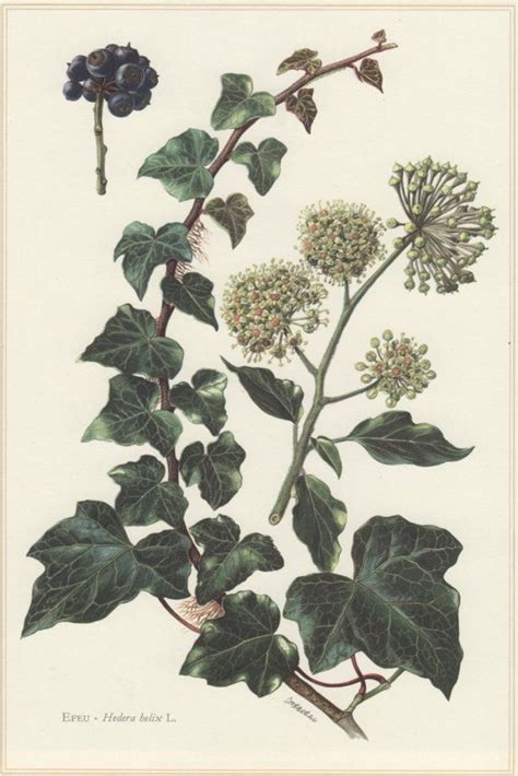 Illustration botanique de Hedera helix L. et de ses feuilles vert foncé
