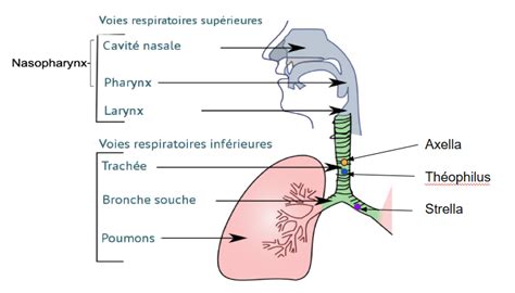 Schéma des mécanismes d'action des saponines du lierre sur les voies respiratoires