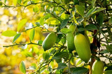 Gros plan sur les feuilles vertes et brillantes du citronnier caviar, avec ses petites épines