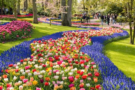 Image d'un champ de tulipes et de jacinthes printanières