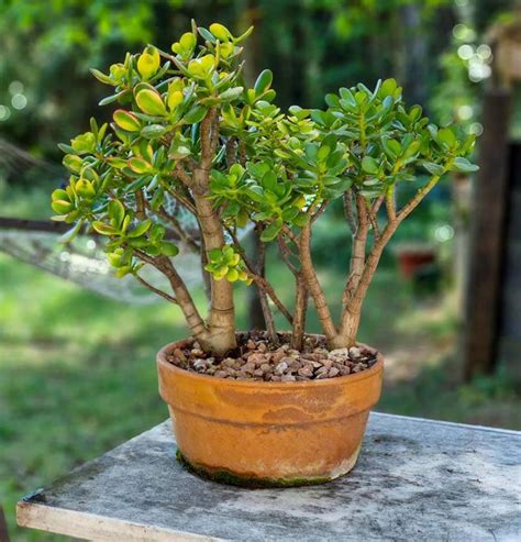 racines saines de Crassula ovata