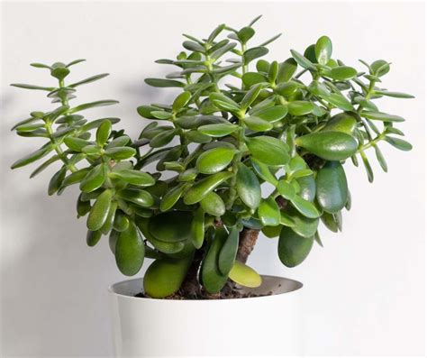signes de cochenilles sur Crassula ovata