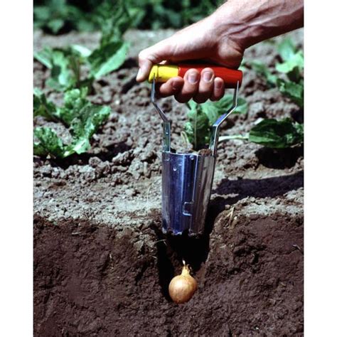 Étapes d'utilisation du plantoir à bulbes
