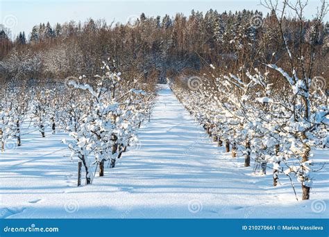 Verger sous la neige