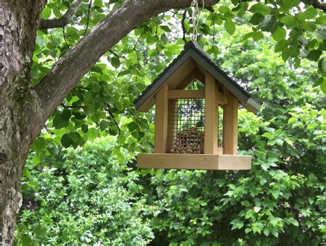 Oiseaux dans une mangeoire