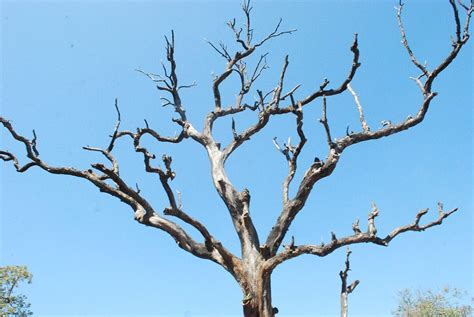 Un arbre sec avec un seul fruit pendant