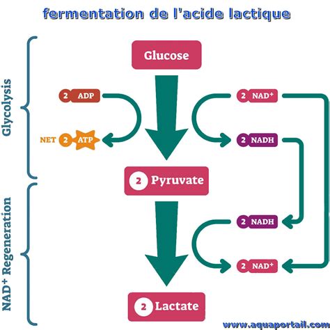 Schéma des étapes de la fermentation lactique