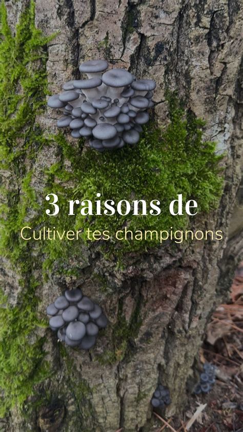 Infographie sur les usages comestibles et médicinaux de la griffe de sorcière