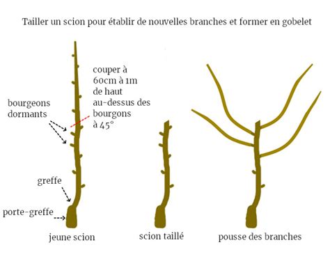 Image d'un jeune arbre fruitier en scion