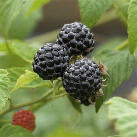 Framboisier Black Jewel en pleine fructification