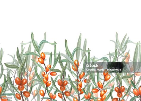 Illustration botanique de l'argousier avec ses baies orange vif