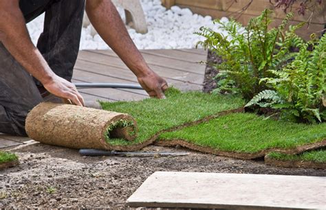 Installation professionnelle de rouleaux de gazon naturel dans un jardin résidentiel