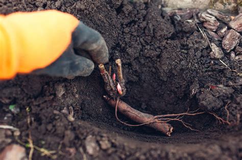 Schéma de plantation d'une pivoine en pleine terre
