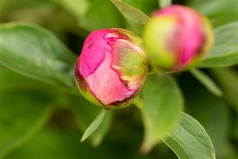 Pivoines affectées par des maladies fongiques