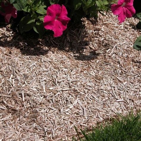 Paillis de chanvre étalé au pied d'une pivoine