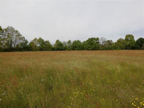 Paysage de friche agricole envahie par la végétation