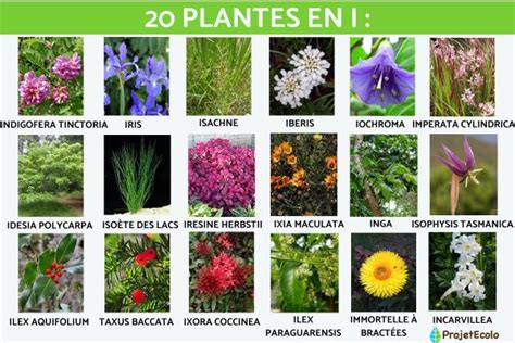 Illustration de différentes plantes commençant par la lettre B