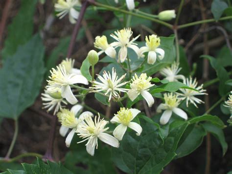 Photographie de l'Aristoloche Clématite