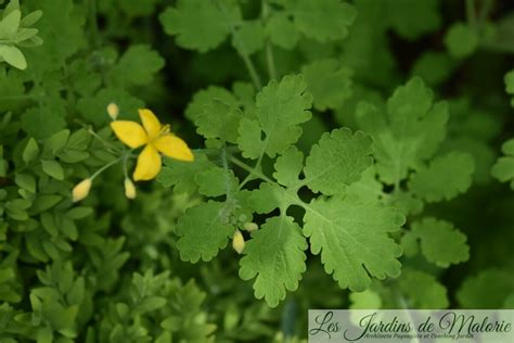 Goutte de latex jaune de la Grande Chélidoine