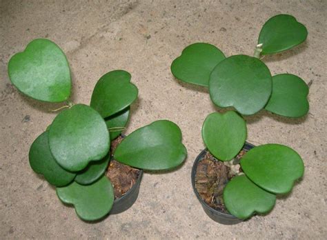 Hoya Kerrii avec ses feuilles caractéristiques en forme de cœur